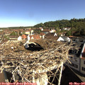 09_20-nest.jpg