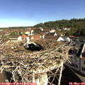 09_25-nest.jpg