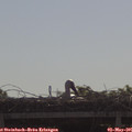 09_35-mast.jpg
