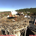 09_40-nest.jpg