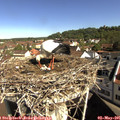 09_45-nest.jpg