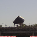 09_50-mast.jpg