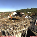 09_50-nest.jpg