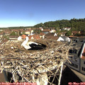10_00-nest.jpg
