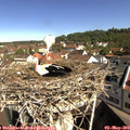 10_05-nest.jpg