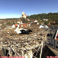 10_10-nest.jpg