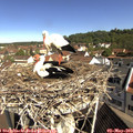 10_15-nest.jpg