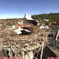 10_20-nest.jpg