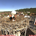10_30-nest.jpg