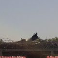 10_35-mast.jpg