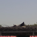 10_40-mast.jpg