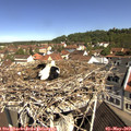 10_40-nest.jpg