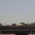 10_45-mast.jpg