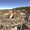 10_45-nest.jpg