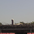 10_50-mast.jpg