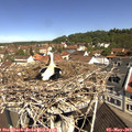 10_50-nest.jpg