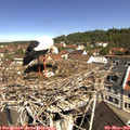 10_55-nest.jpg