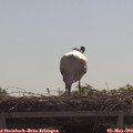 11_00-mast.jpg