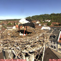 11_00-nest.jpg