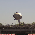 11_10-mast.jpg