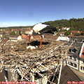 11_10-nest.jpg