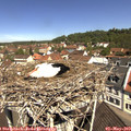 11_15-nest.jpg