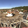 11_25-nest.jpg