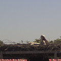 11_30-mast.jpg
