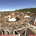 11_30-nest.jpg