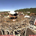 11_35-nest.jpg