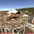 11_40-nest.jpg