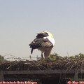 11_45-mast.jpg