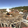 11_45-nest.jpg