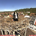11_50-nest.jpg