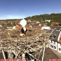 11_55-nest.jpg