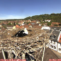 12_00-nest.jpg