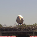 12_10-mast.jpg