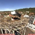 12_10-nest.jpg