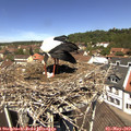 12_15-nest.jpg