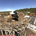12_20-nest.jpg