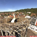 12_30-nest.jpg