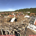 12_35-nest.jpg