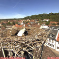 12_40-nest.jpg