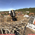 12_45-nest.jpg