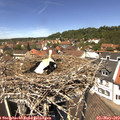 12_50-nest.jpg