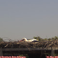 13_00-mast.jpg