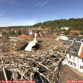 13_05-nest.jpg
