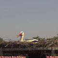 13_10-mast.jpg