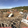 13_10-nest.jpg