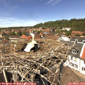 13_15-nest.jpg